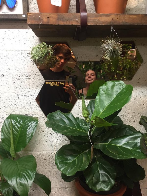 plants