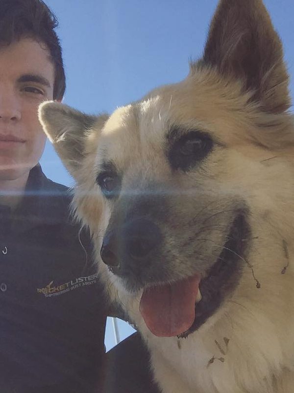 this is dingo